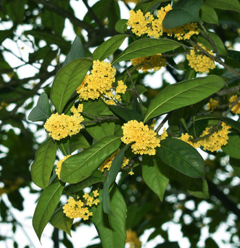 桂花