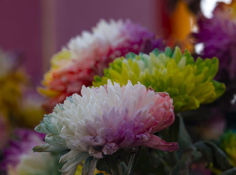 菊花