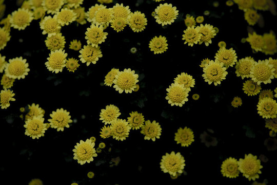 菊花