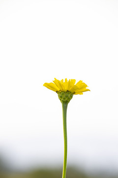 格桑花花朵素材