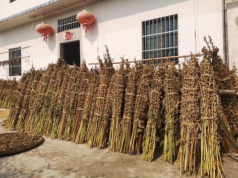 芝麻秸桿