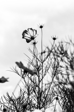 波斯菊