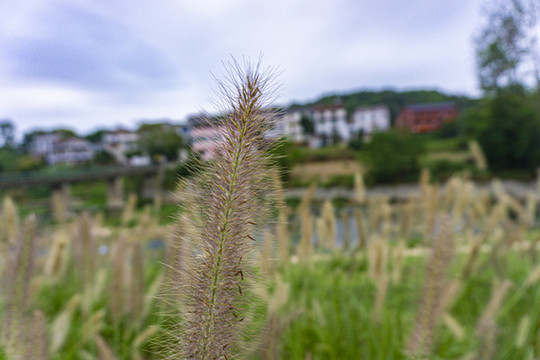 狗尾巴草