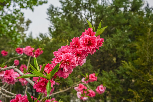 桃花高清大圖