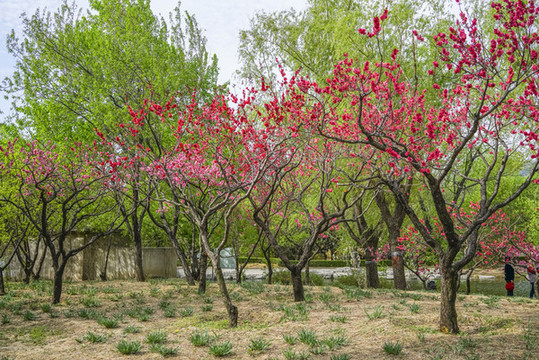 桃花高清大圖