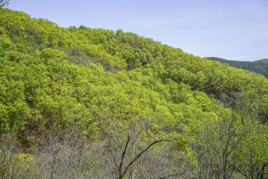 北京西山林場