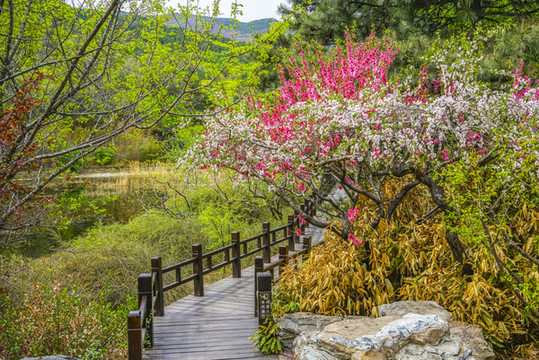 桃花小路高清大圖