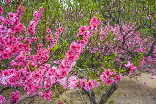 桃花高清大圖