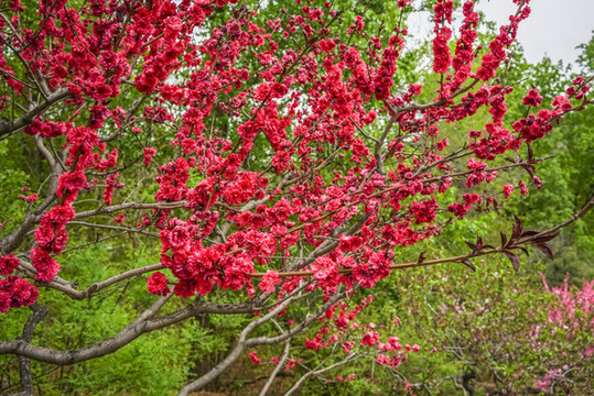 桃花高清大圖