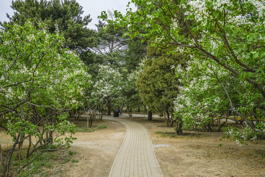 白丁香高清大圖