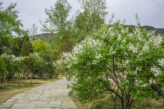 白丁香高清大圖