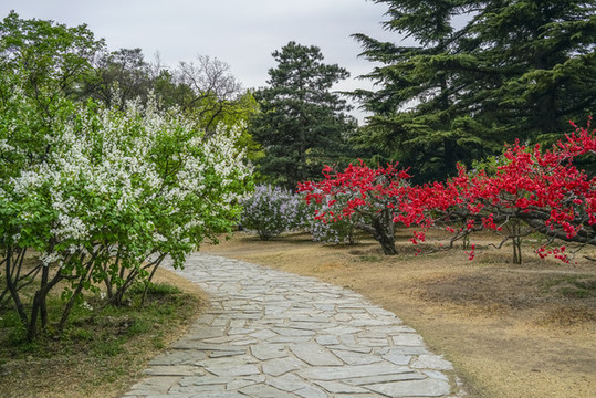 花路高清大圖