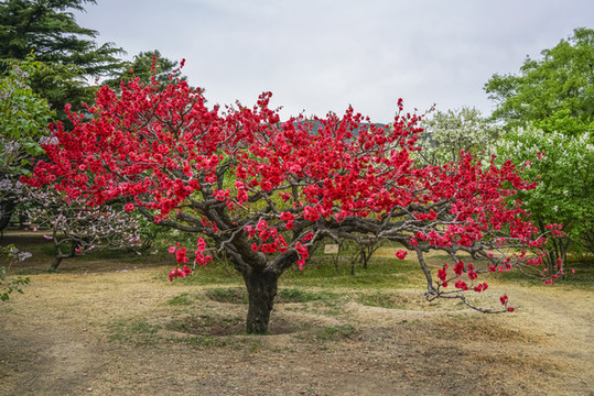 桃花高清大圖