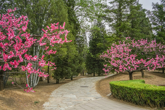 桃花小路高清大圖