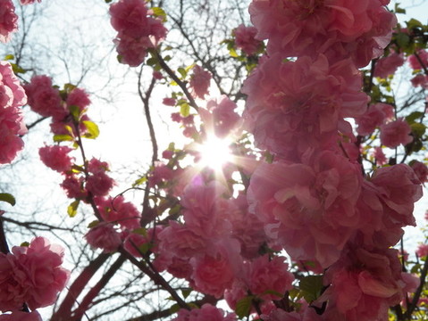 春花
