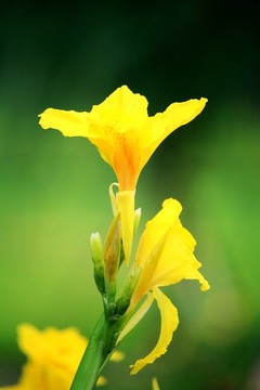 美人蕉