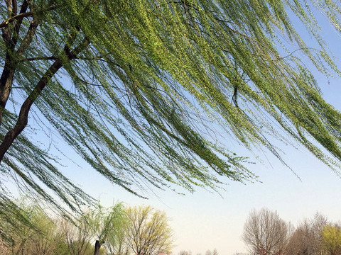 柳樹(shù)條