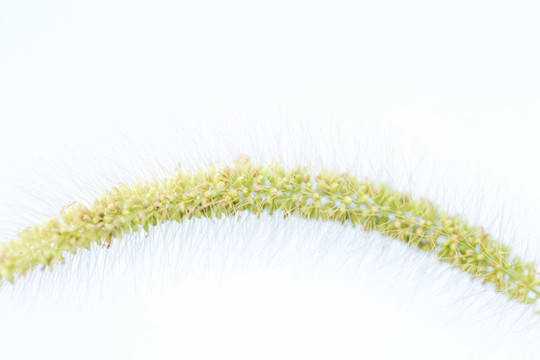 狗尾巴草