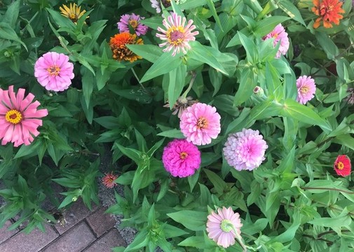 百日菊