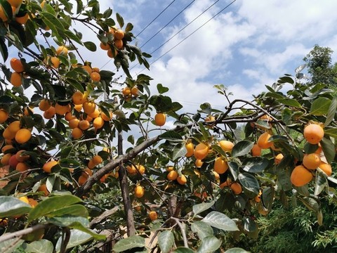 柿子樹