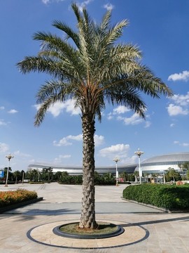 海棗