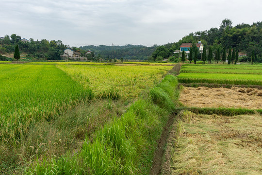 稻田