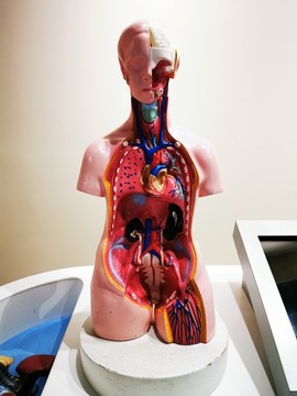 人體解剖模型展示