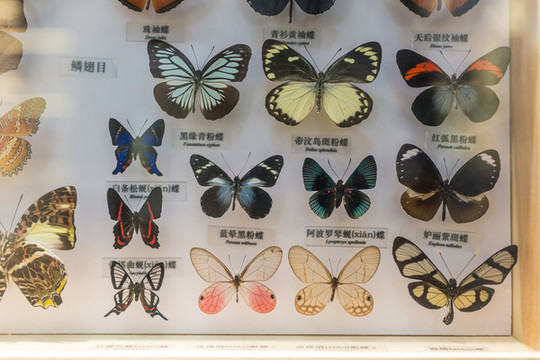 蝴蝶標本