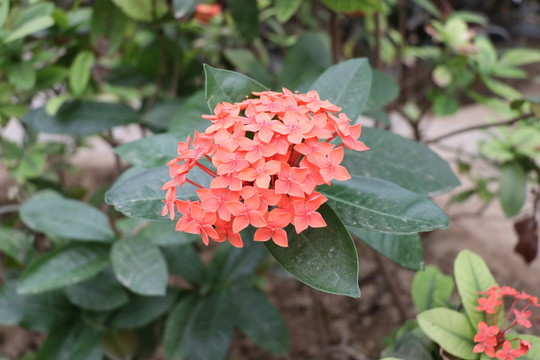 龍船花