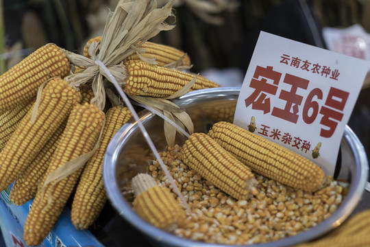 玉米種子