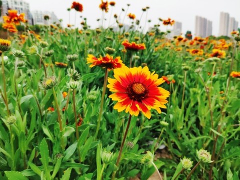 花