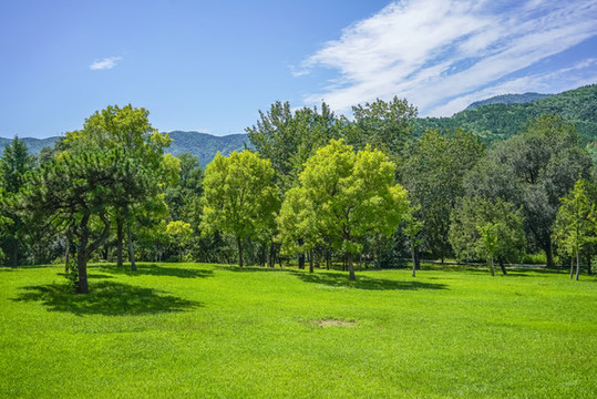 樹林草地高清大圖