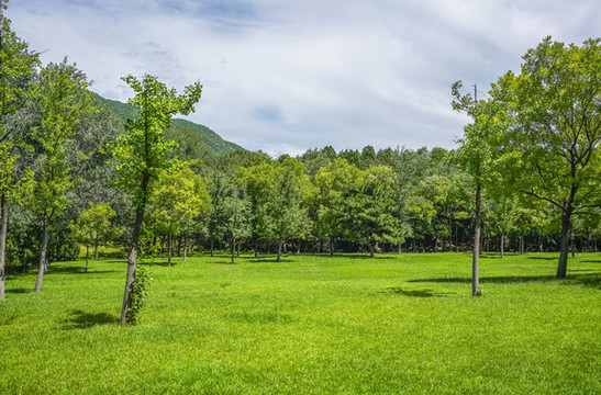樹林草地高清大圖