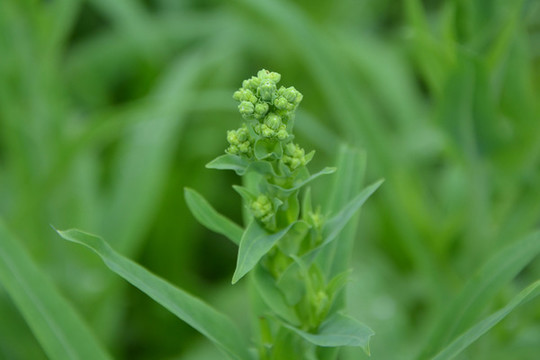 油菜花