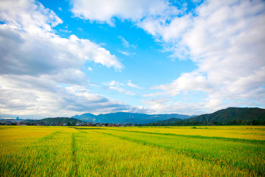 稻田風(fēng)景