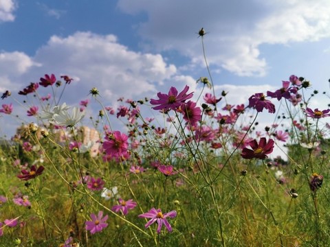 格桑花