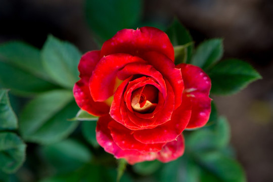 月季花