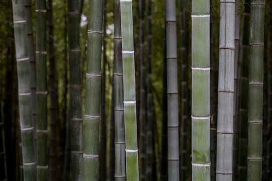 竹節(jié)