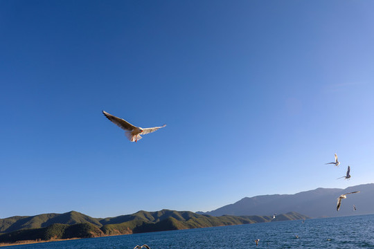 展翅飛行的海鷗