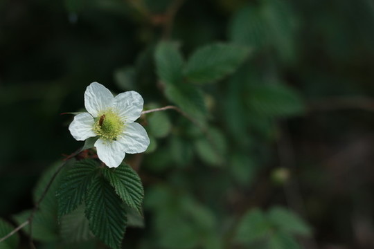 白色的野花