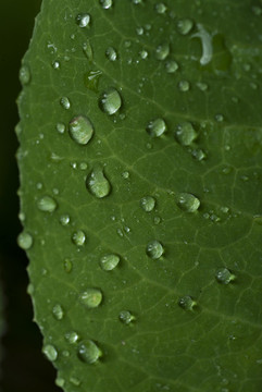 雨珠