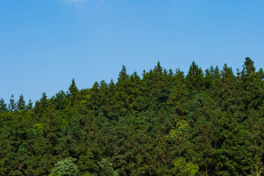 林區(qū)林場林海素材