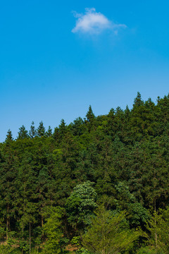 林區(qū)林場林海素材
