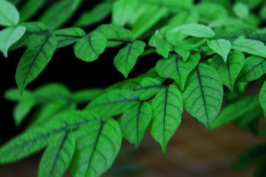 綠植盆栽