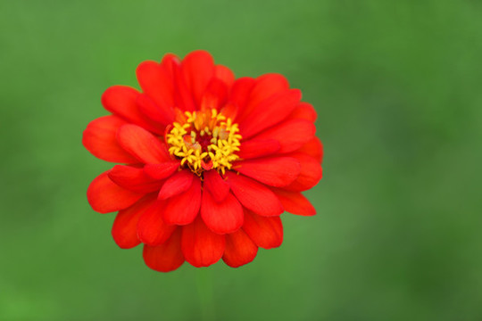 大紅花