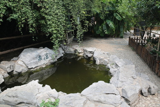 滄泉