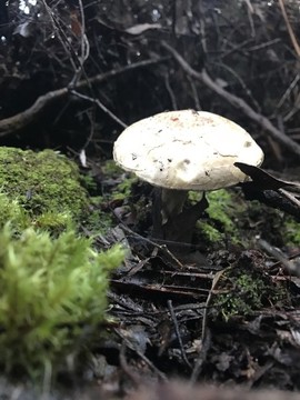 澳州