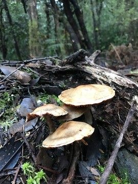 澳州