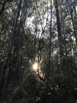 澳州