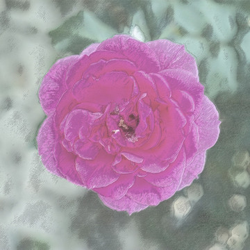 藝術(shù)花朵